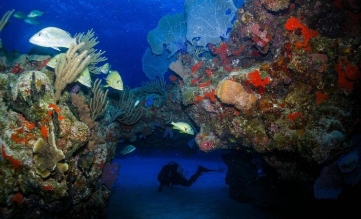 Two Tanks for Certified Divers, Full Gear Included - Gear Included for Certified Divers