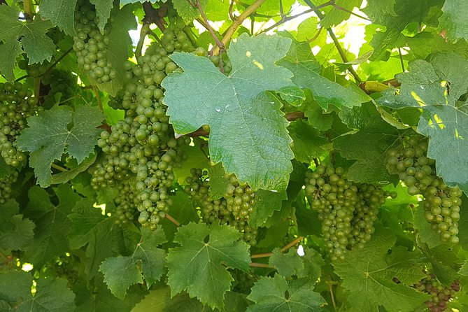 Txakoli Winery Tour Through the Coast From San Sebastian - Traveler Photos