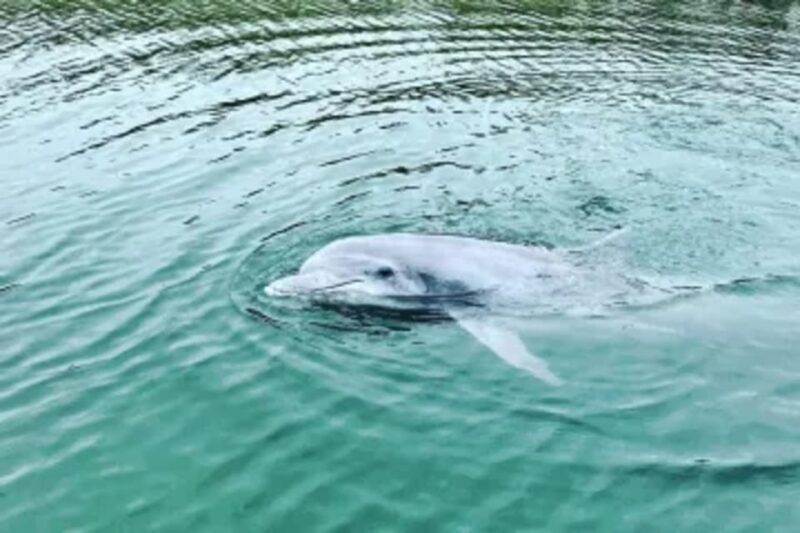 Tybee Island: Tiki Boat Sightseeing Cruise - Final Thoughts