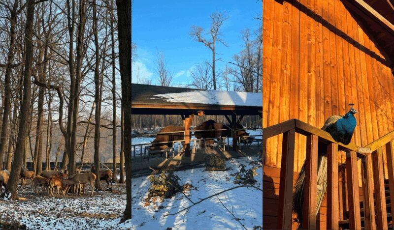 Tychy: Brewery Museum Tour with Tastings and Bison Reservoir - Visiting the Bison Reservoir in Pszczyna