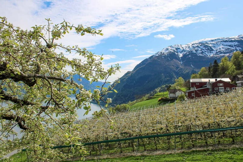 Tyssedal: Cider Tasting Tour - Good To Know