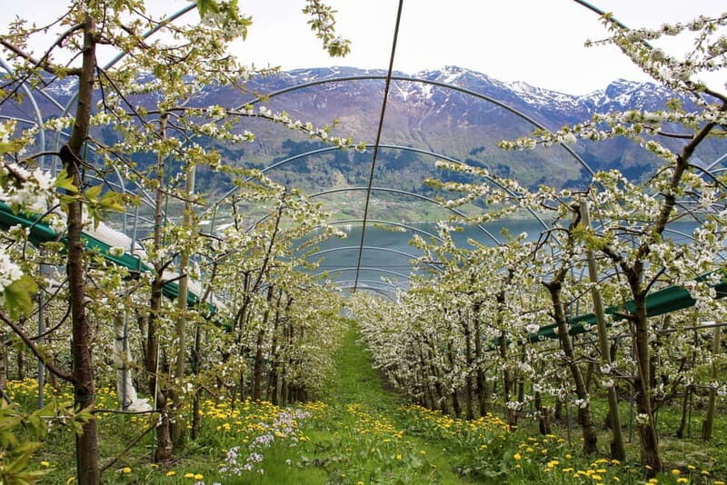 Tyssedal: Cider Tasting Tour - Who Will Love This Tour?