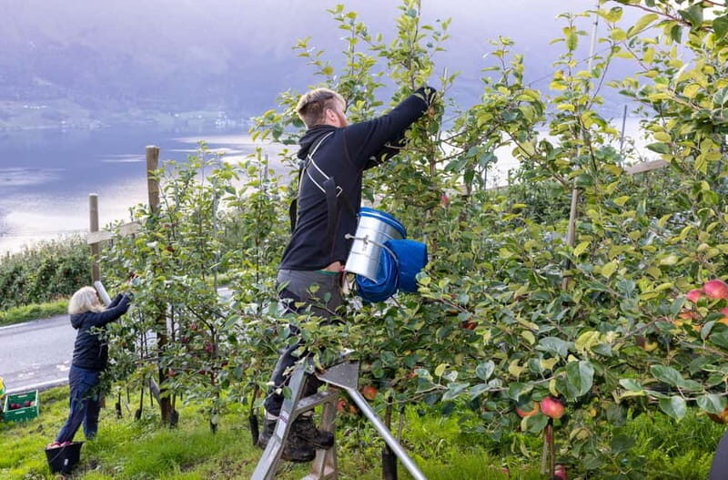 Tyssedal: Cider Tasting Tour - FAQ