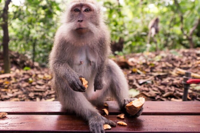 Ubud 1 Day Tour (Private & All-Inclusive) - Good To Know