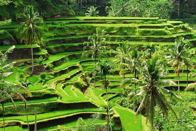 Ubud 1 Day Tour (Private & All-Inclusive) - The Sum Up