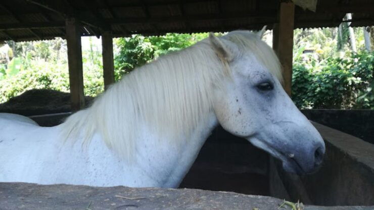 Ubud: 1 Hour Beach Horse Riding With Transfer - Booking Information