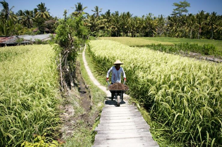 Ubud: 3-Hour Walking Tour With Lunch - Good To Know