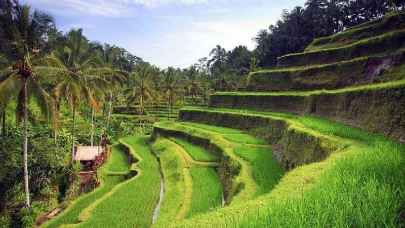 Ubud 3-in-1: Swing, Zipline & SkyBike Adventure - The Value for Money