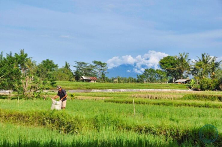 Ubud: 4-Hour Highlights Monkey Forest & Market Walking Tour - Activity Details