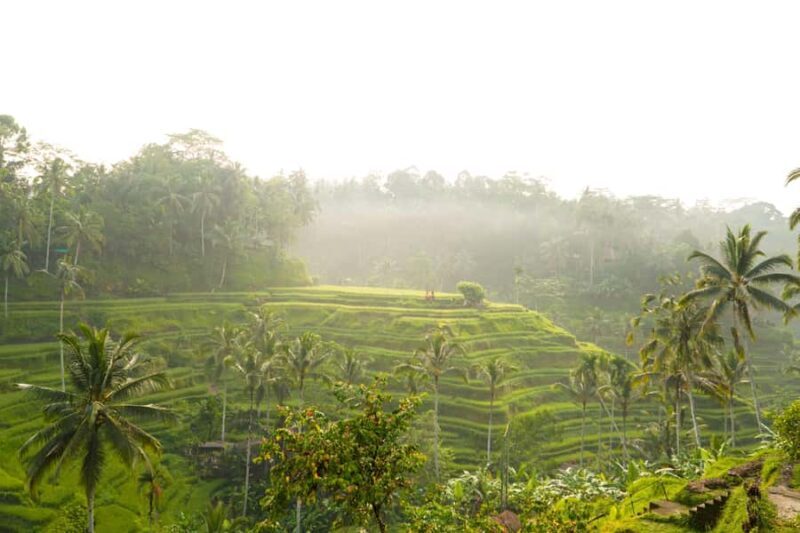 Ubud Adventure: Monkey Forest, Rice Terraces & Waterfalls - Introduction: A Well-Rounded Day in Ubud