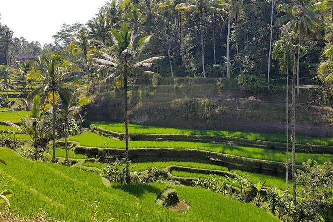 Ubud: All-Inclusive Highlights Full-Day Tour - Natural Wonders