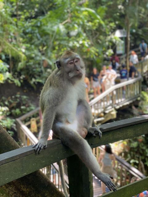 Ubud : All-Inclusive Private Day Tour - Tegenungan Waterfall