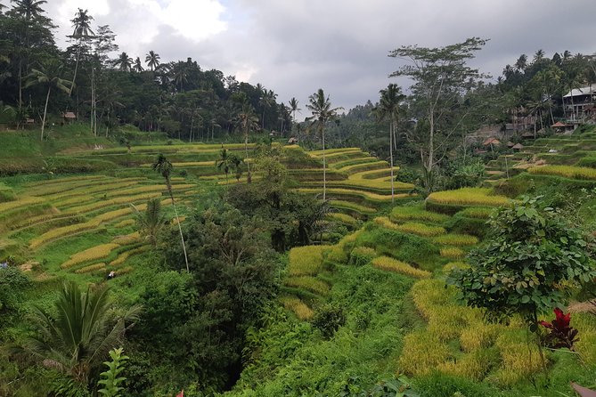 Ubud All Inclusive Sightseeing Tour - Itinerary Overview