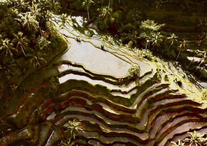 Ubud: All-Inclusive Tour With Optional Lunch - Review Summary