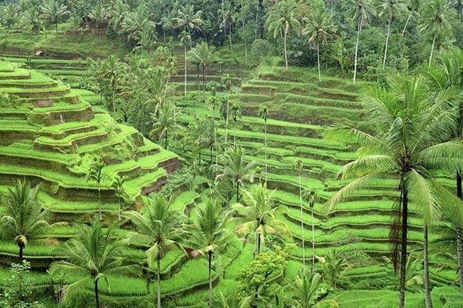 Ubud and Tanah Lot Tours - The Sum Up