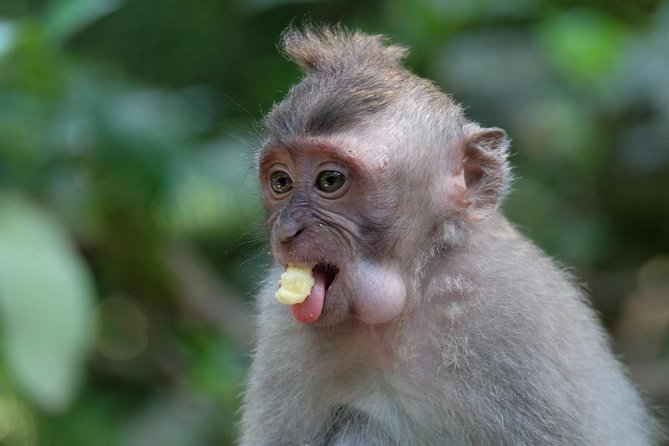 Ubud Art, Monkey Forest and Rice Terrace Tour - Frequently Asked Questions