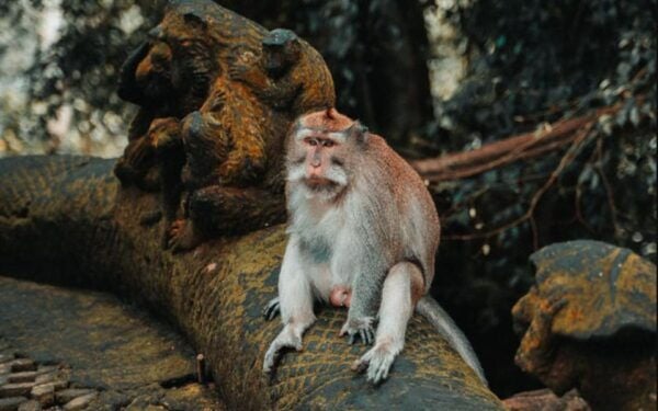 Ubud: Arts Village, Monkey Forest, Swing, Coffee Plantation - Questions You May Have