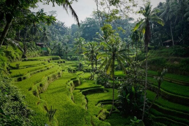 Ubud Bali: Cultural Escape,Art ,Nature,and Tradition in Ubud - Cultural Experiences