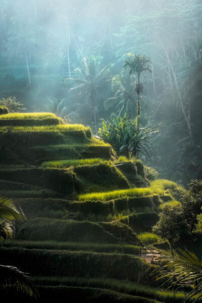 Ubud Bali: Cultural Escape,Art ,Nature,and Tradition in Ubud - Tips for Visiting Ubud