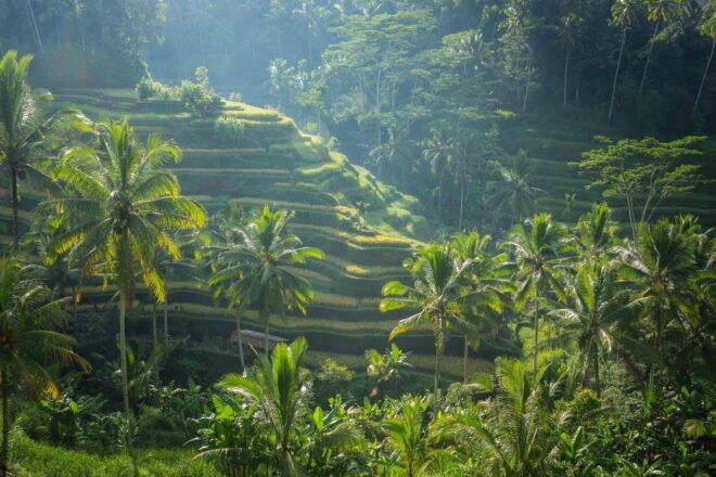 Ubud Bali: Highlight Private Tour With Hotel Transfer - Inclusions Provided