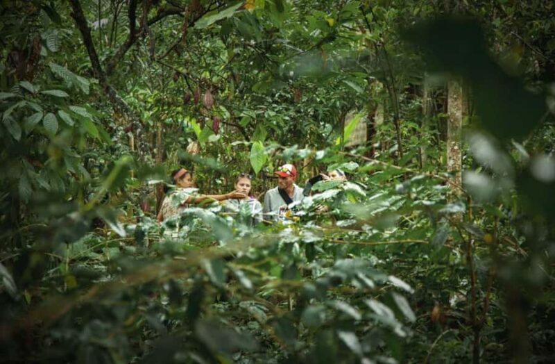 Ubud: Bali Pulina Tour with Swing & Tegallang Rice Terrace - Tegalalang Rice Terrace: A Living Work of Art