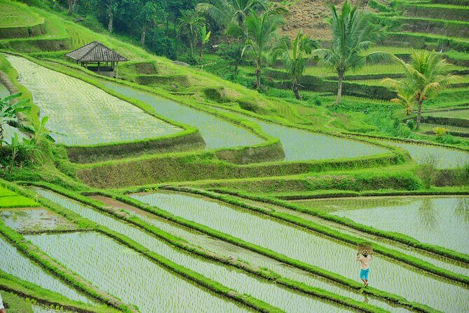 Ubud: Bali Swing, Tegalalang Rice Terrace & Ubud Palace & Market - What to Expect from the Tour