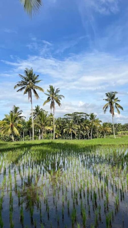 Ubud: Balinese Cooking Class, Rice Field & Market Tour - Practical Details & What to Expect