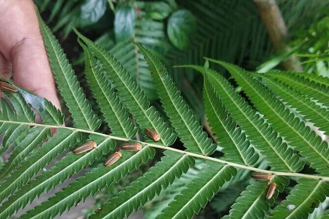 Ubud: Balinese Village Life, Organic Farm Dinner and Firefly Tour - Exploring the Itinerary in Detail