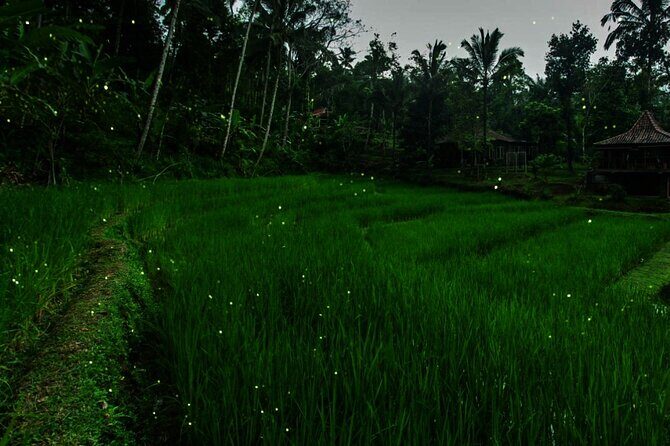 Ubud: Balinese Village Life, Organic Farm Dinner and Firefly Tour - Frequently Asked Questions