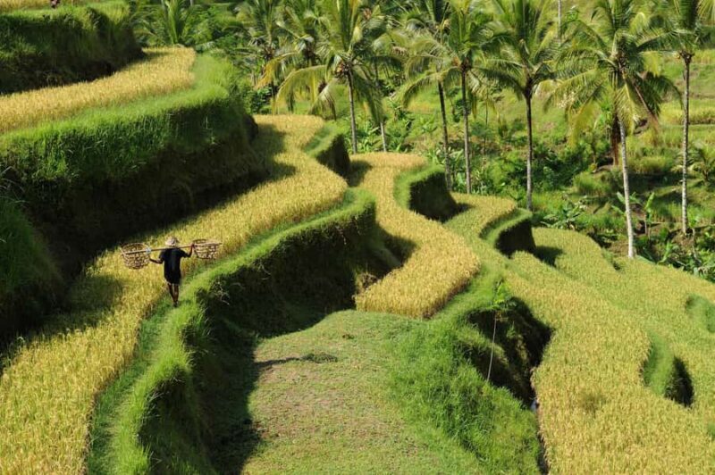 Ubud: Bali's 3 Epic Waterfall, Rice Terrace, and Temple Tour - What to Expect Throughout the Day