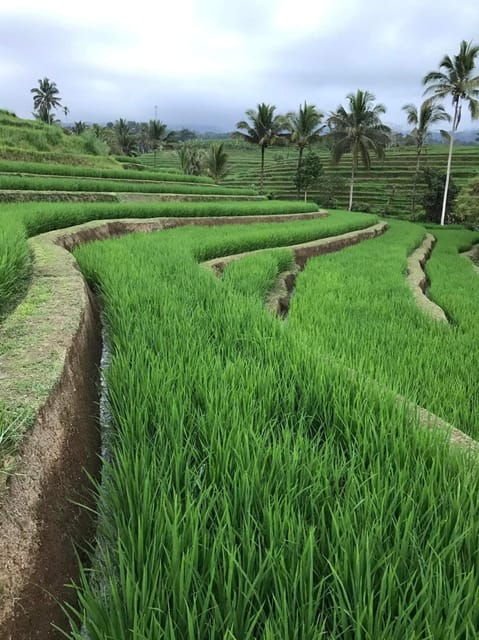 Ubud : Best Day Ubud Trip Must Visited - What to Expect