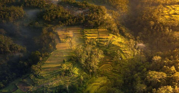 Ubud Bliss Tour - Rice Terrace, Monkey Forest, Infinity Pool - Itinerary Highlights
