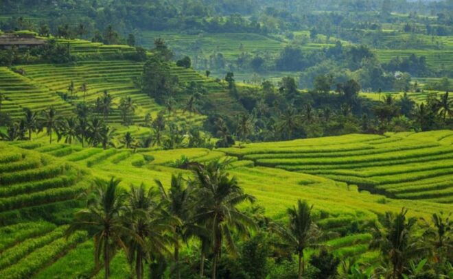 Ubud Bliss Tour - Rice Terrace, Monkey Forest, Infinity Pool - Inclusions and Amenities