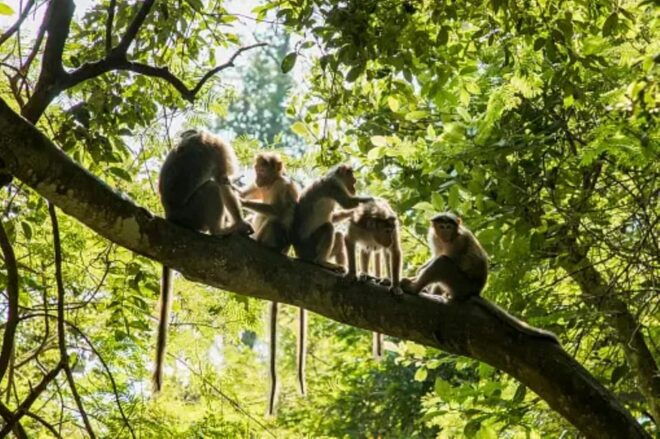 Ubud Bliss Tour - Rice Terrace, Monkey Forest, Infinity Pool - Experience the Rice Terrace