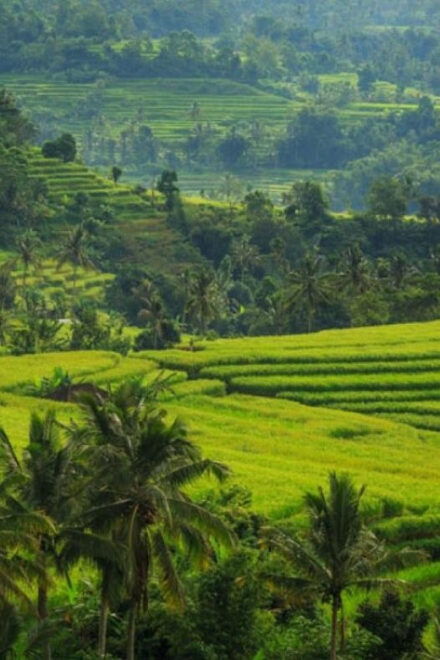 Ubud Bliss Tour - Rice Terrace, Monkey Forest, Infinity Pool - Interact With Monkeys