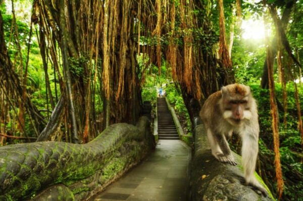Ubud Bliss Tour - Rice Terrace, Monkey Forest, Infinity Pool - Questions You May Have