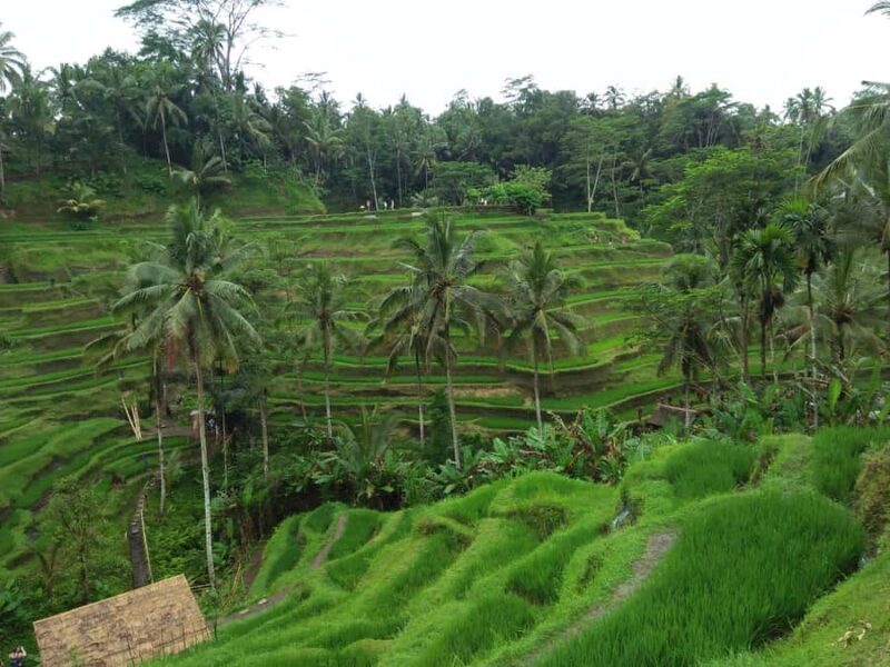 Ubud: Campuhan Ridge Walk, Tegallalang Rice Terrace & More - Good To Know