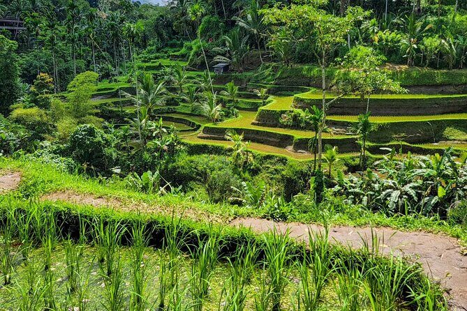 Ubud Car Hire With Driver : Customize Your Trip in Ubud Area - Good To Know