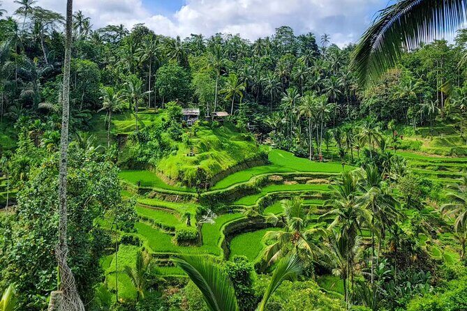 Ubud Car Hire With Driver : Customize Your Trip in Ubud Area - Why Choose This Tour