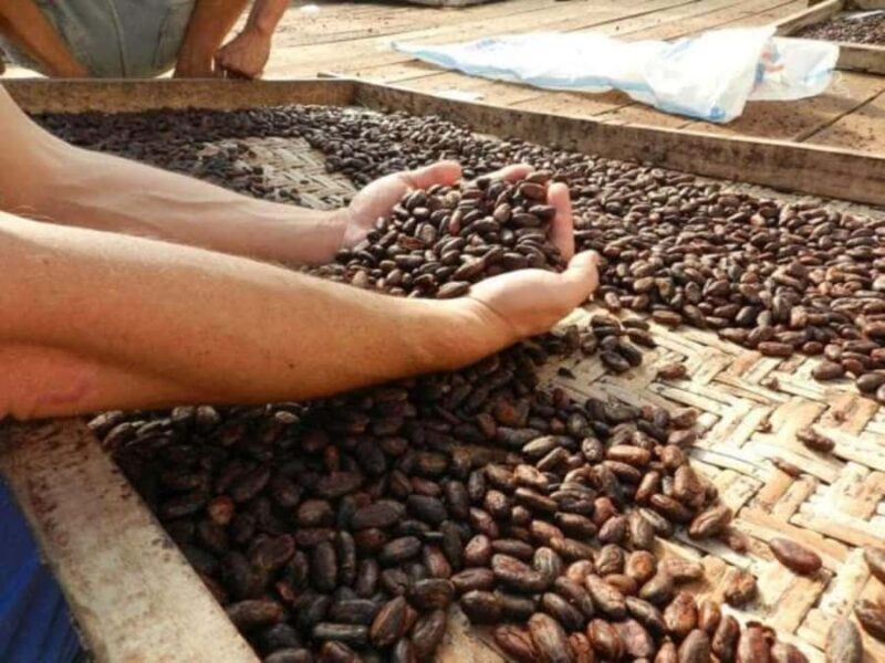 Ubud: Chocolate Workshop, Class & Tasting - FAQ