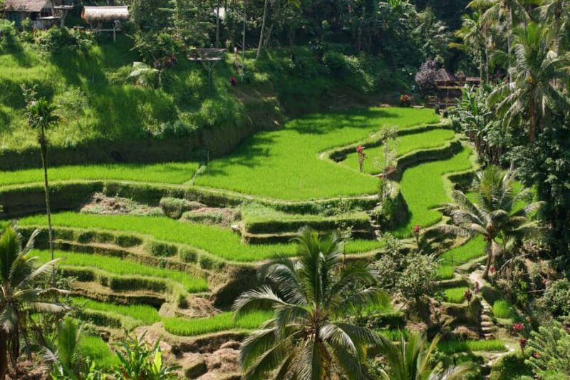 Ubud: Classic VW Safari to Waterfall, Swing & Rice Terraces - An Authentic Bali Experience in a Classic VW Safari