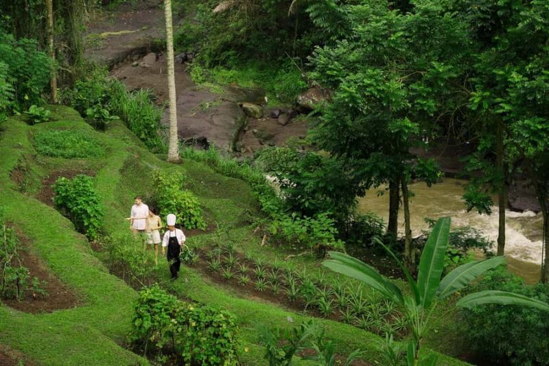 Ubud: Cooking Class & Herb Garden Tour with Local Chef - Why This Tour Offers Genuine Value