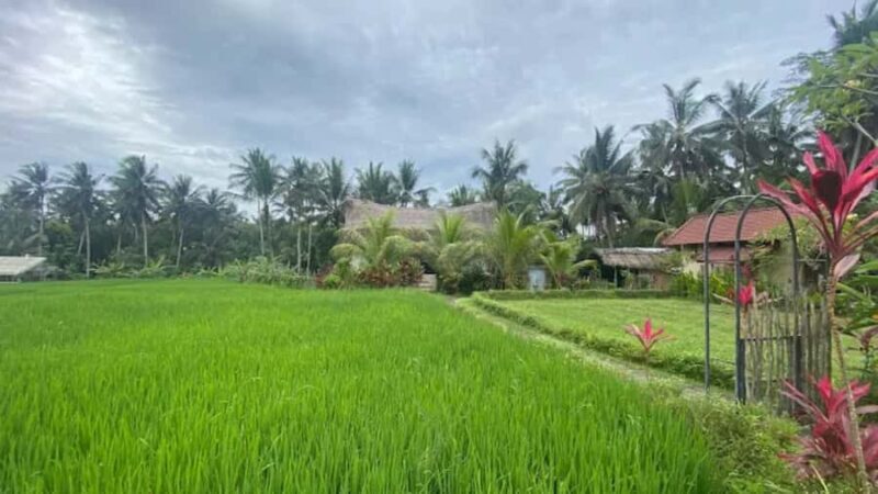 Ubud: Cultural and Nature Tour with Waterfall and Swing - Good To Know