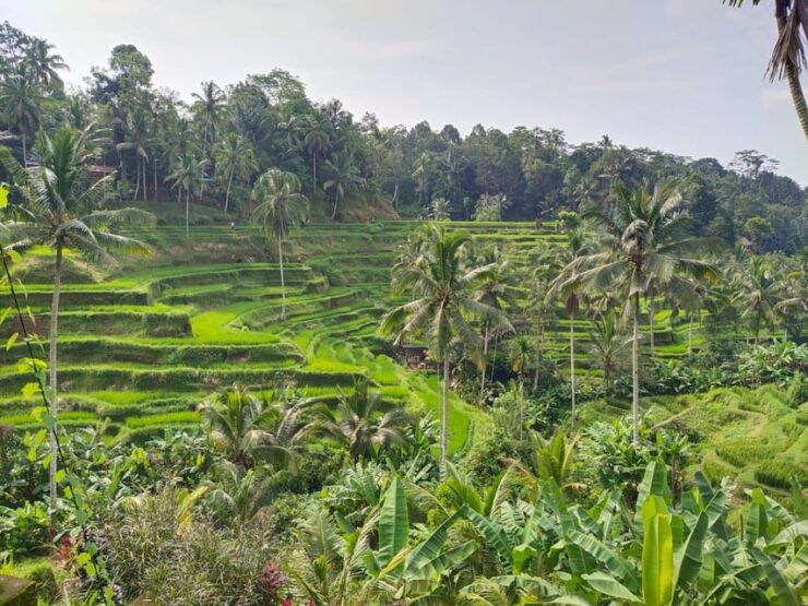 Ubud Culture and Heritage Tour - Itinerary and Destinations