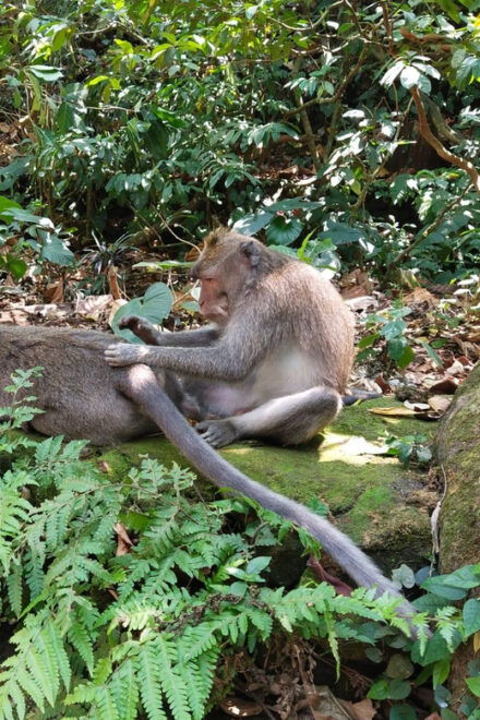 Ubud Culture and Heritage Tour - Transportation and Guides