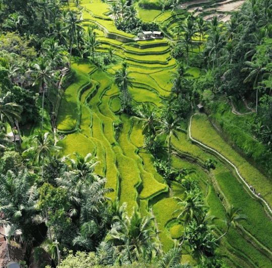 Ubud: Customised Private Full Day Tour With Personal Driver - Transportation Details