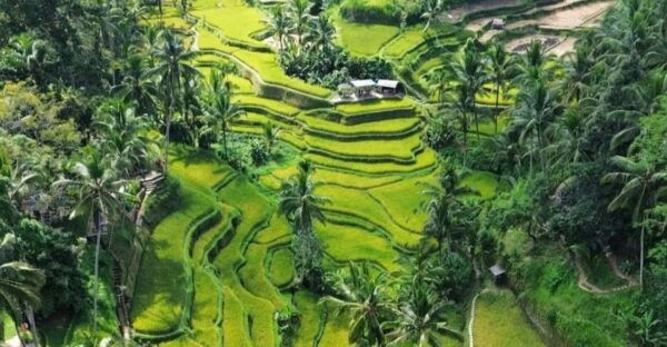Ubud: Customised Private Full Day Tour With Personal Driver - Pricing Information