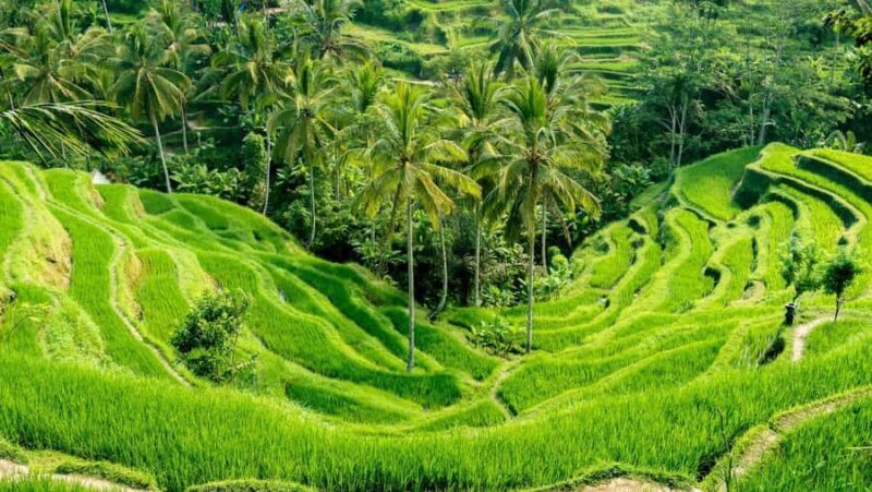 Ubud: Customised Ubud Full Day Tour with Private Driver - An In-Depth Look at the Tour Experience