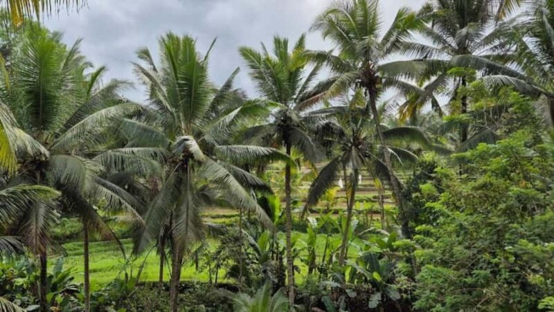 Ubud: Customised Ubud Full Day Tour with Private Driver - Discover Ubud with a Private, Customizable Full-Day Tour