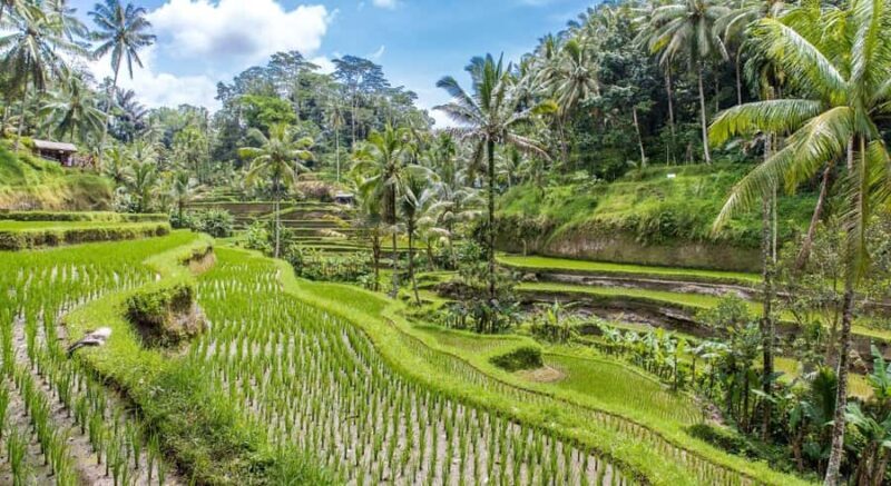Ubud: Customised Ubud Tour with Private Driver Experience - Who Is This Tour Best For?